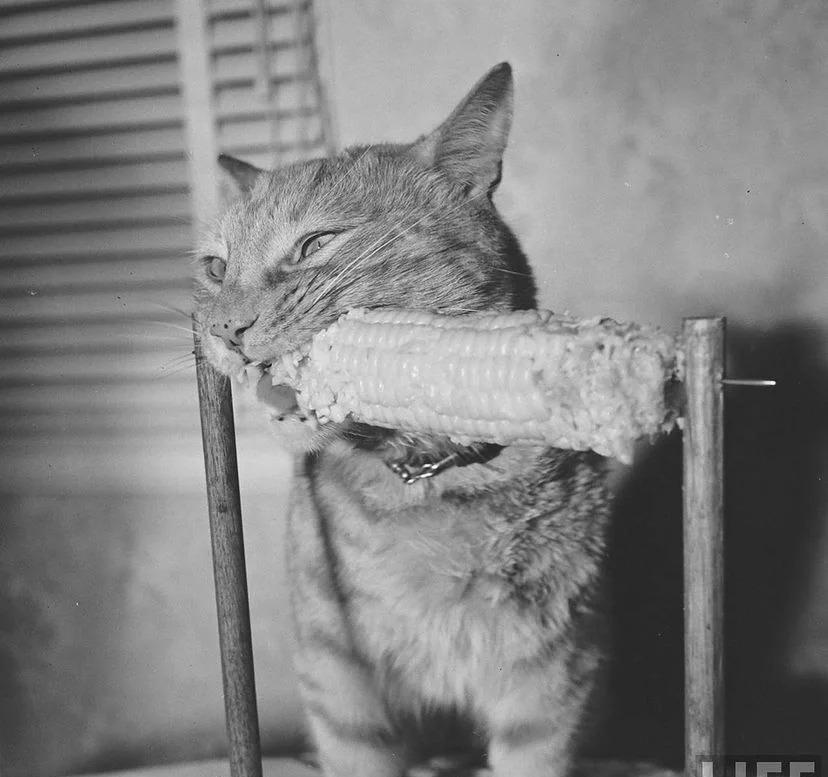 30张真实又罕见的老照片，阴毛假发工作者，我怀疑他用错地方了