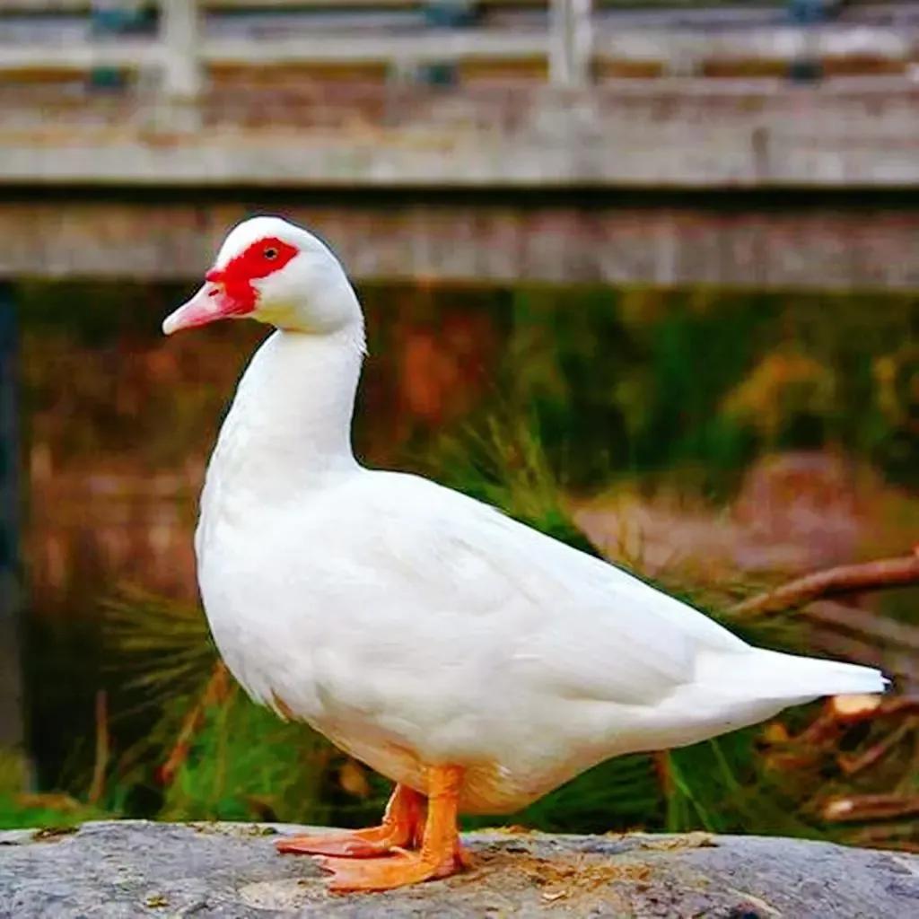 福州哪里卤鸭比较出名,福州老字号卤鸭店