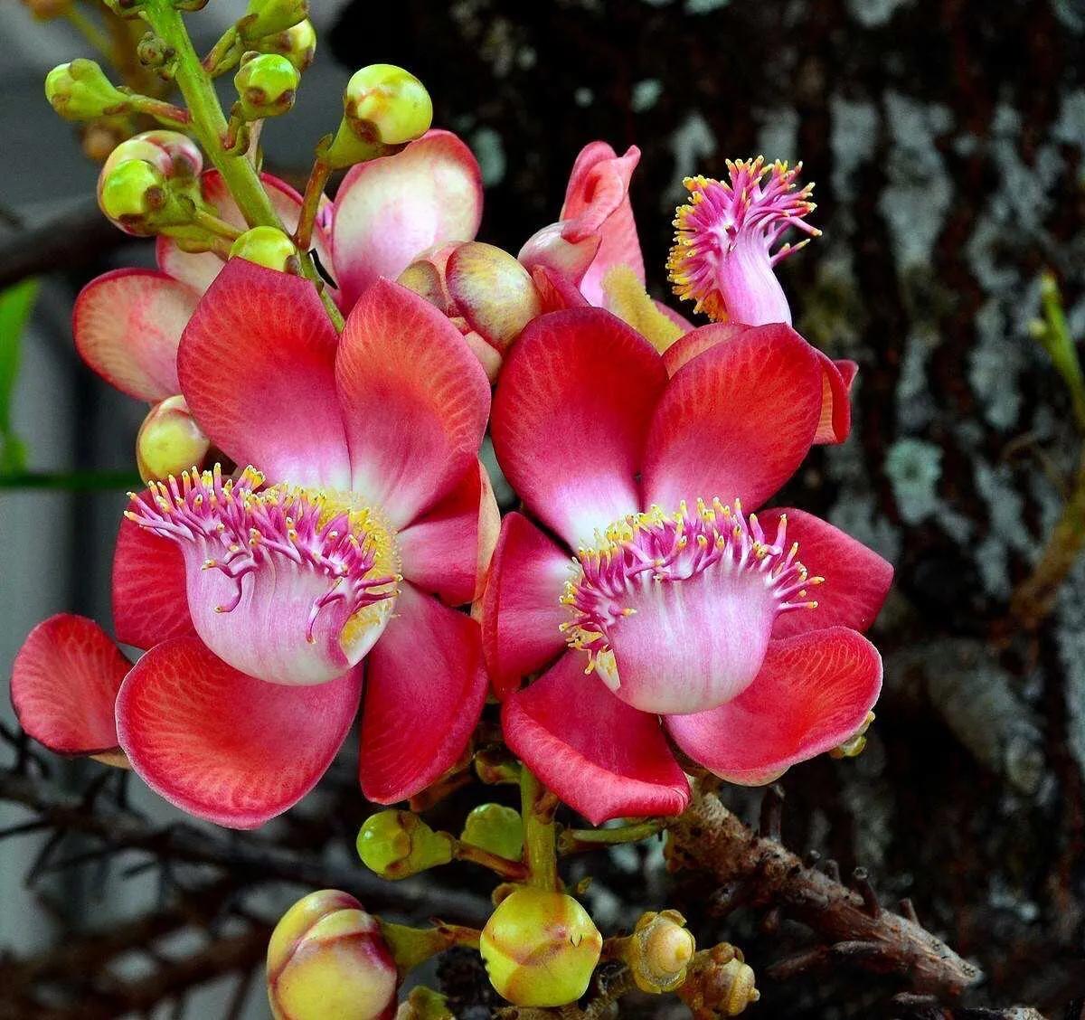 菩提树风景视频,菩提树唯美视频