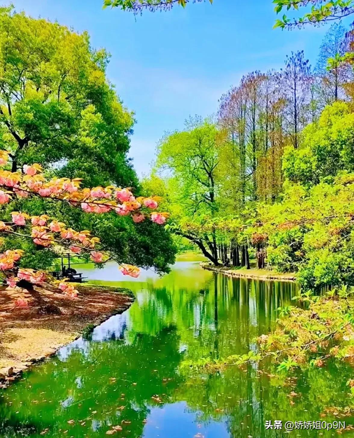 一朵花开一份春天里的浪漫,一朵花开在春天是美好的