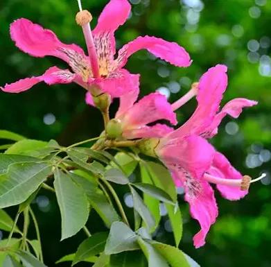 各种形态的花卉,30多种奇异的鲜花供你欣赏收藏