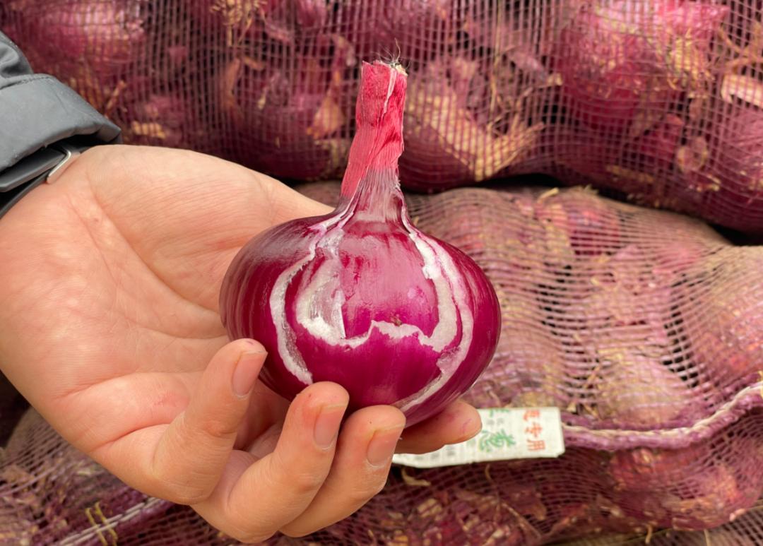 助农|五原县160万斤洋葱急寻买主,请您伸出援手~