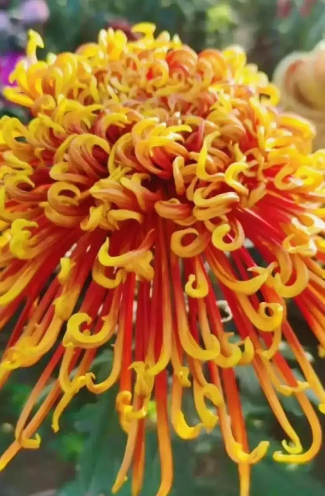 最最漂亮的金丝菊图片,美丽的金丝菊美图