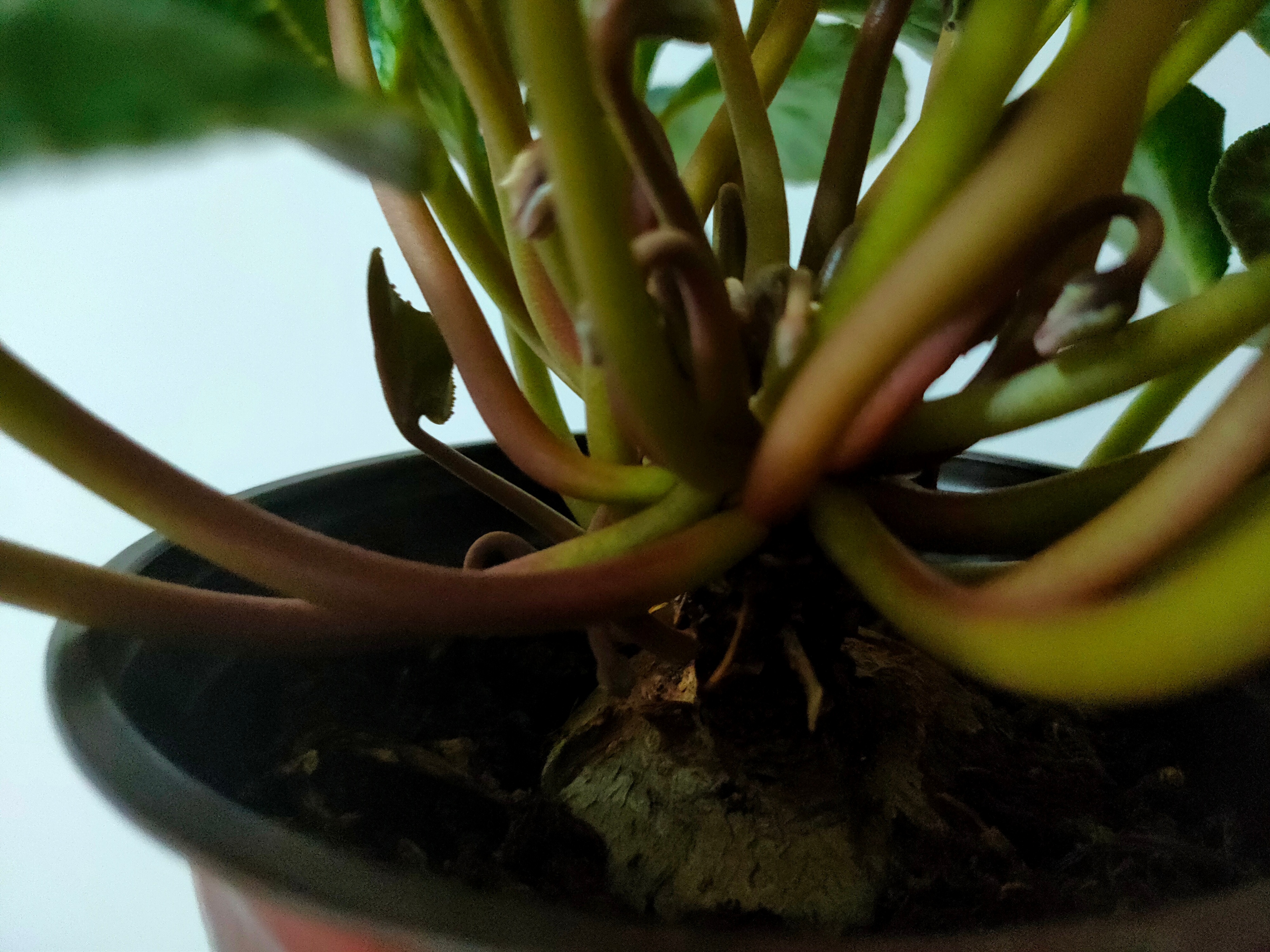 养花有5大忌看看你犯了几条,养花浇水的三大禁忌是什么