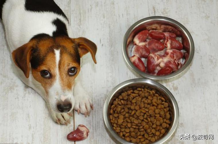 萨摩耶开始掉毛,萨摩耶铲屎官报道