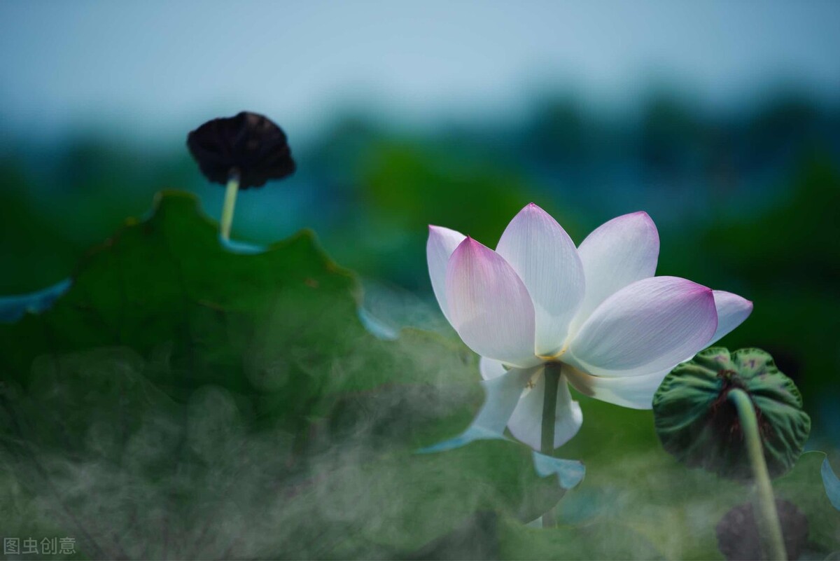 荷花图片禅意荷花,最美意境荷花图片大全
