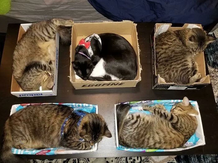 一对可爱猫咪照片,可爱小猫猫超萌照片戴头套