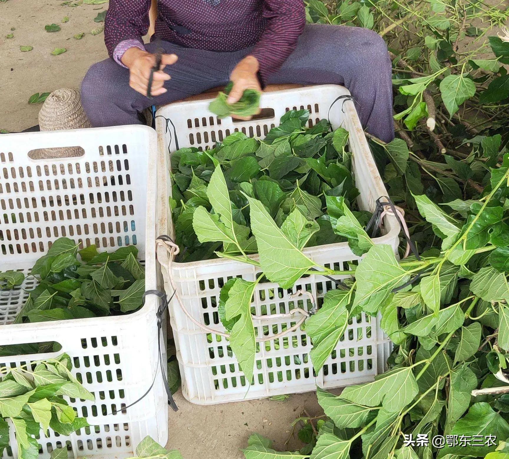桑叶豆腐可以用黑凉粉一起做吗,农村做桑叶豆腐制作过程视频