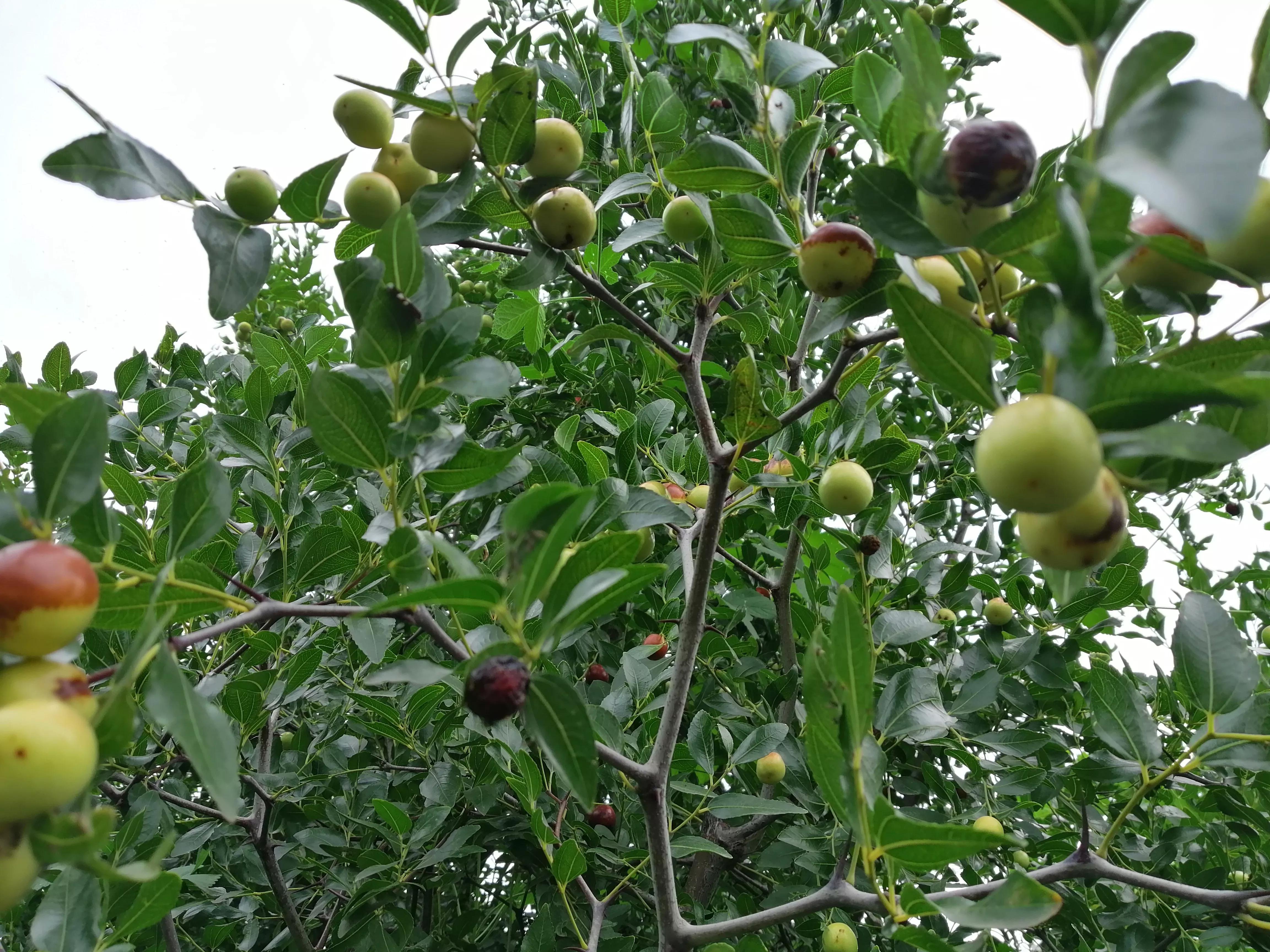 警惕次生灾害,警惕物种入侵