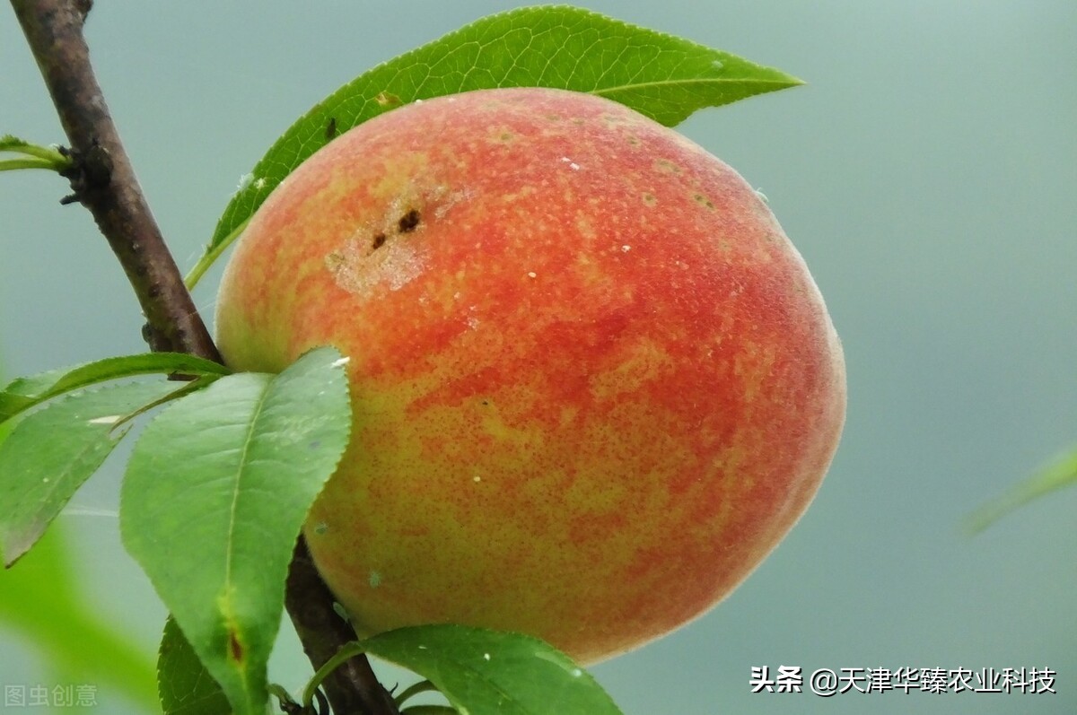 1月份桃园管理技术要点,桃园怎样提高产量