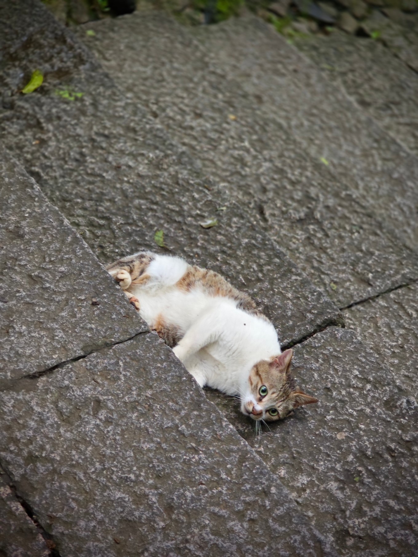 普陀山二日祈福游,普陀山朝拜二日行