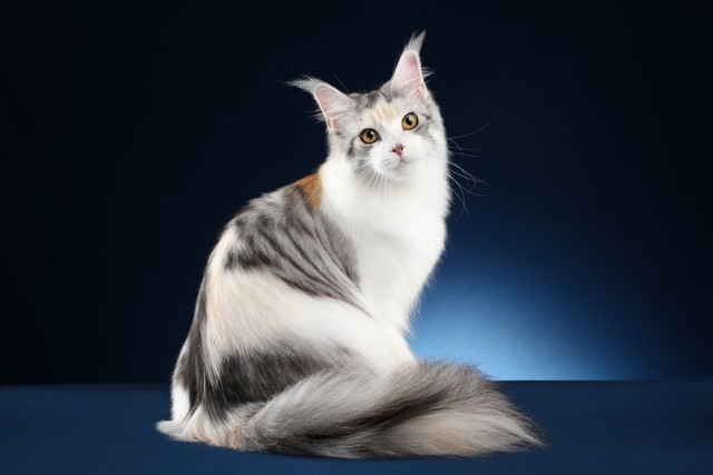 铲屎官看猫咪撒狗粮,各大铲屎官推荐的猫粮