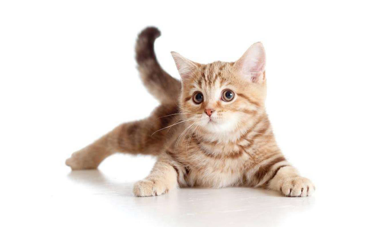 猫在床上拉屎有没有什么含义,猫在床上撒尿的原因