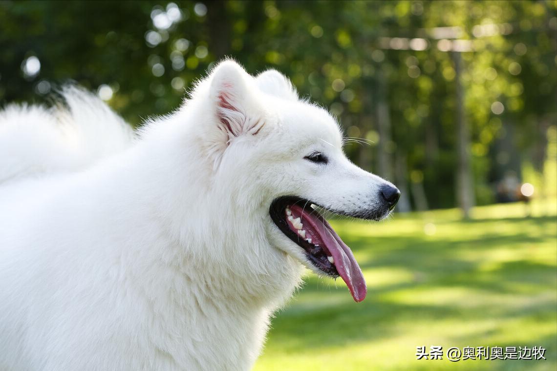 吃狗粮的狗和吃剩菜剩饭狗区别,狗吃狗粮好还是剩饭剩菜好