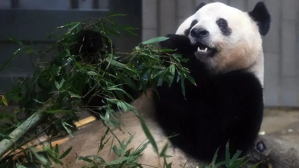 大熊猫香香回国香香出生,大熊猫香香回国后首次露面