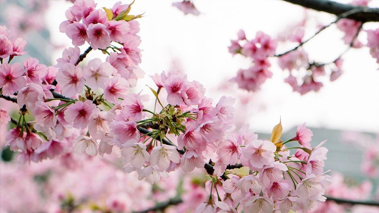 100句樱花诗词,关于樱花的十首诗