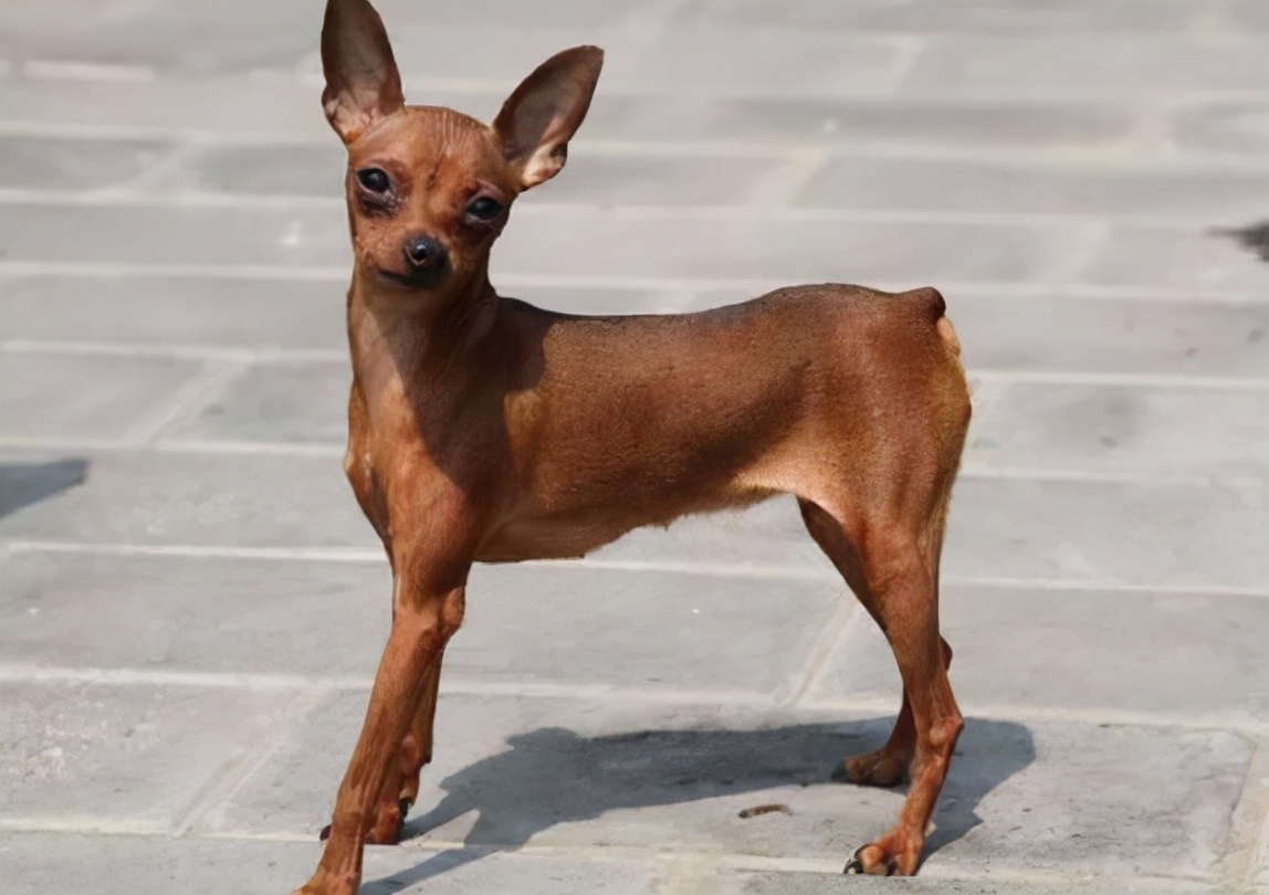 调皮的小鹿犬，误食很多驱虫药，该怎么办呢？