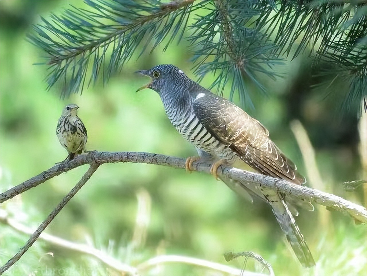 铁道兵战友相聚诗,铁道兵战友之歌简谱