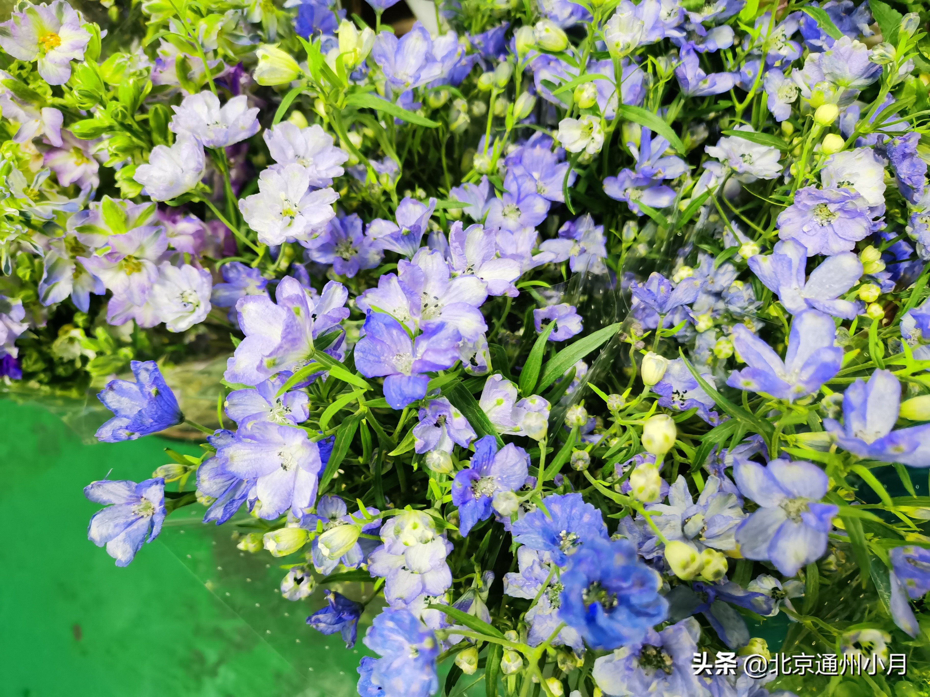 北京周边大型花市,北京花市推荐