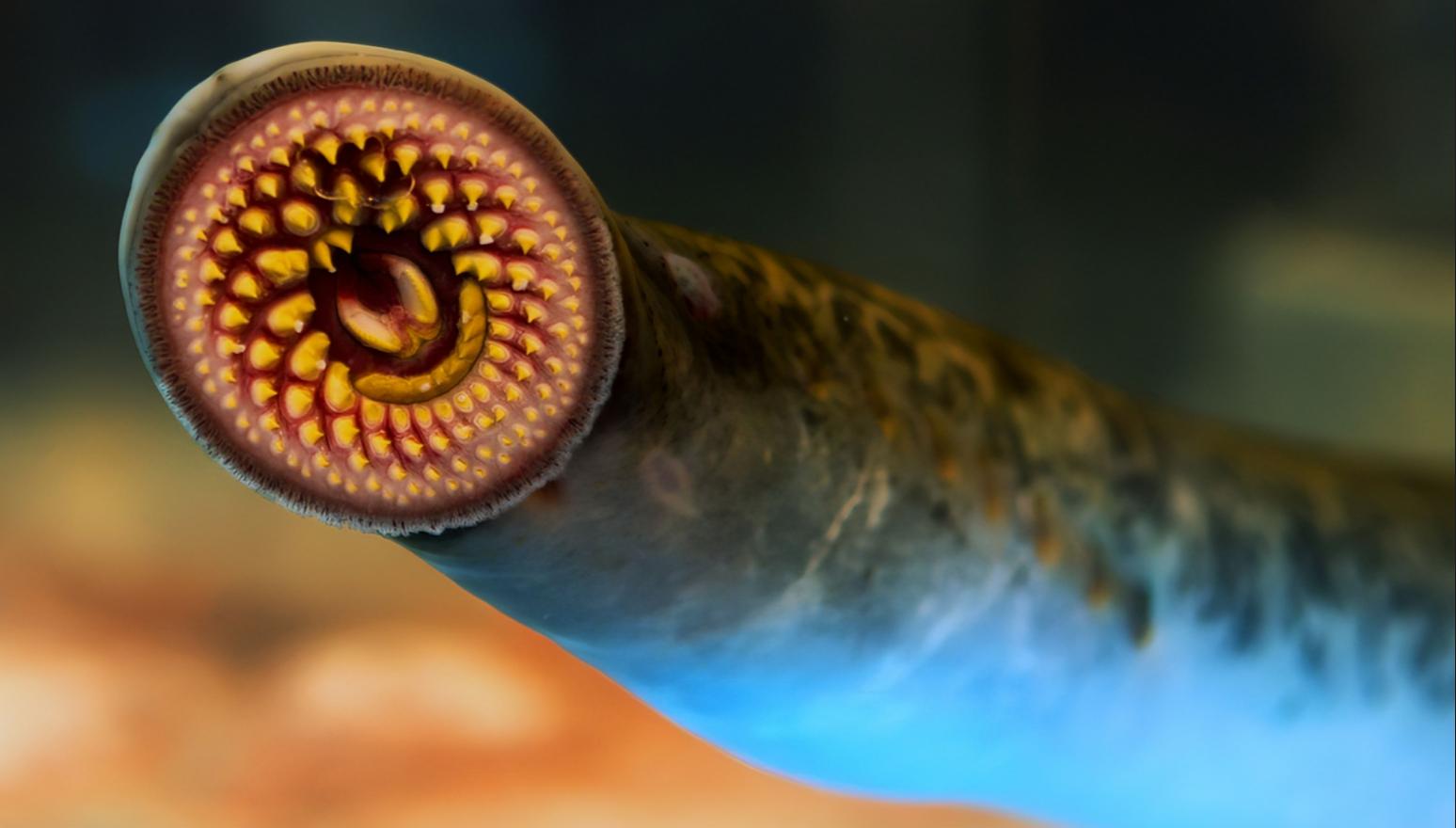 12张让人惊叹的动物的照片,眼界大开30张活久见的动物图