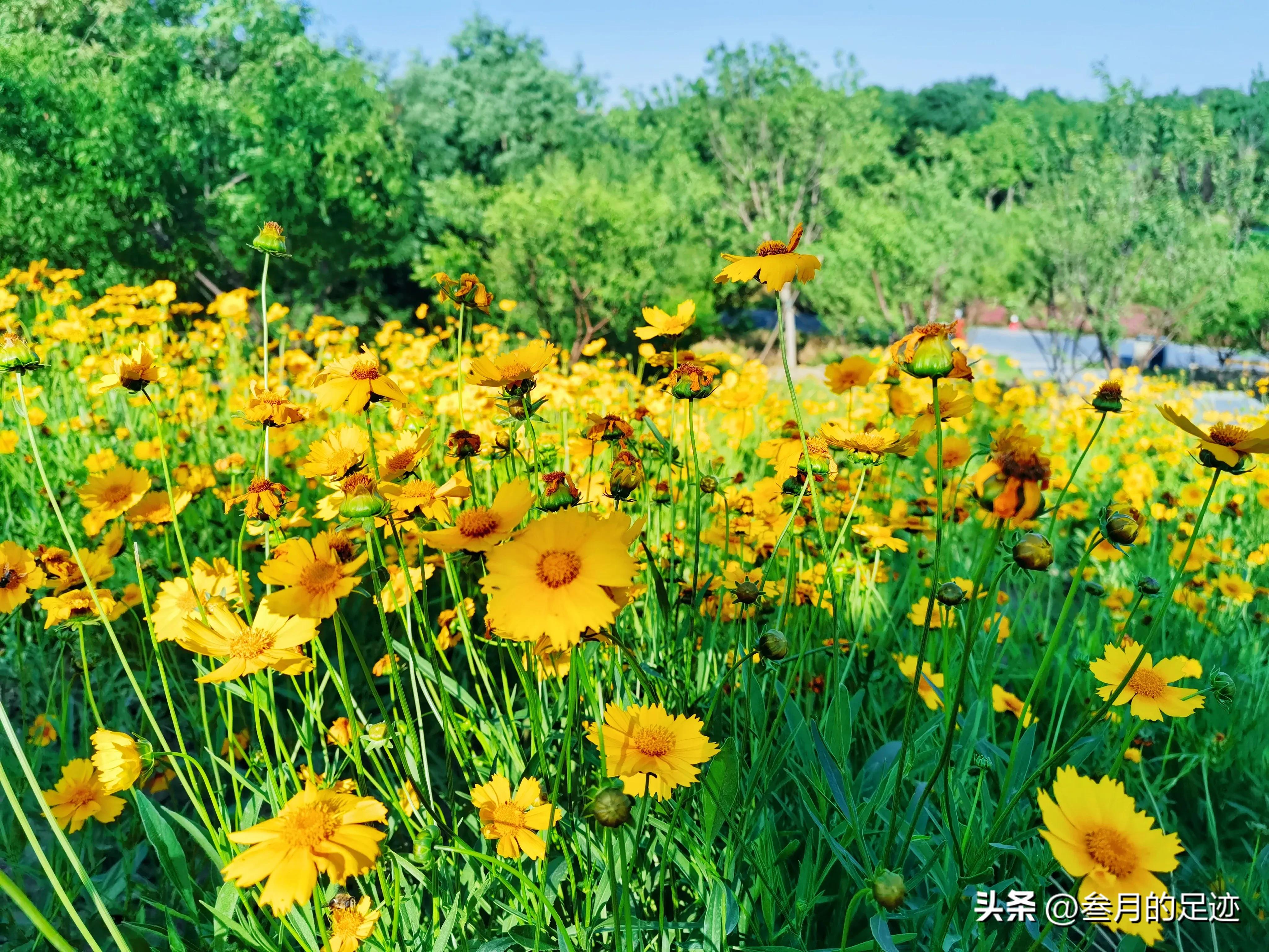 北京有铁道的公园,北京有哪些免费网红公园