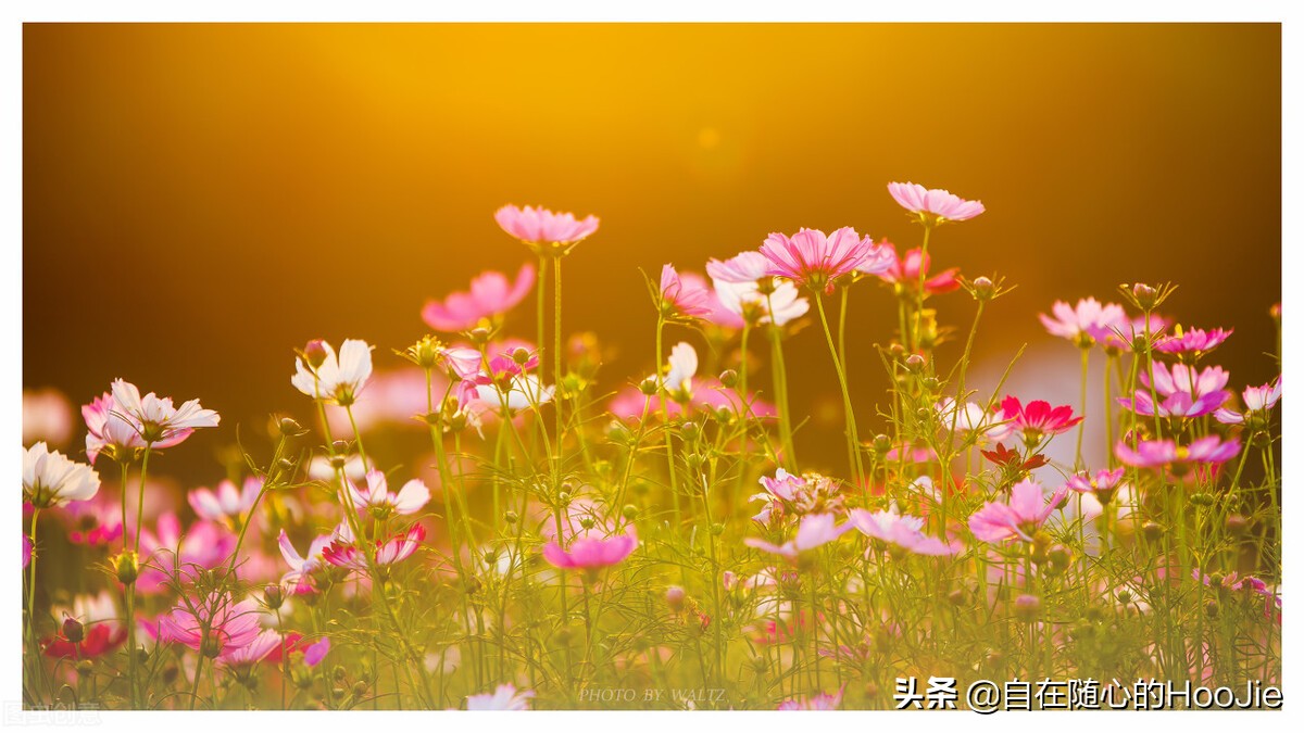 父母不要轻易辅导作业,父母辅导作业真的有用吗