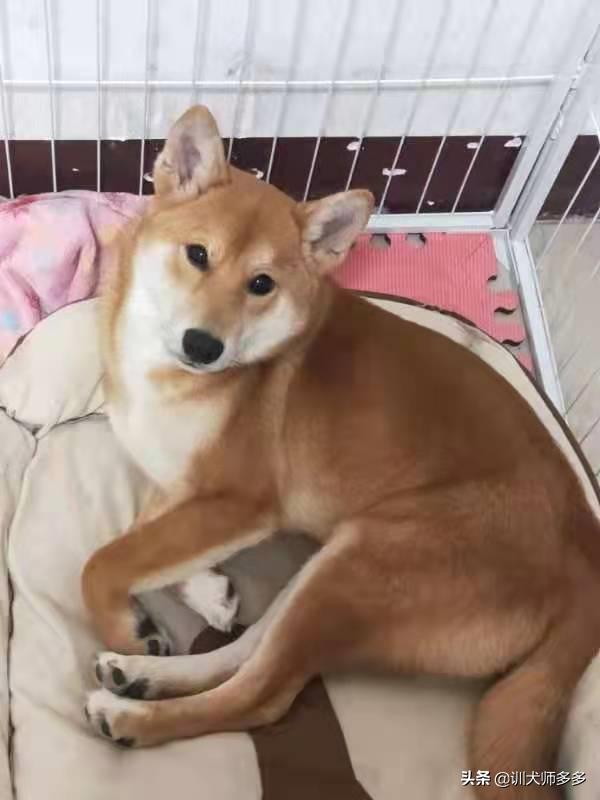 狗狗p型牵引绳怎么戴,怎么训练狗狗牵引绳跟随