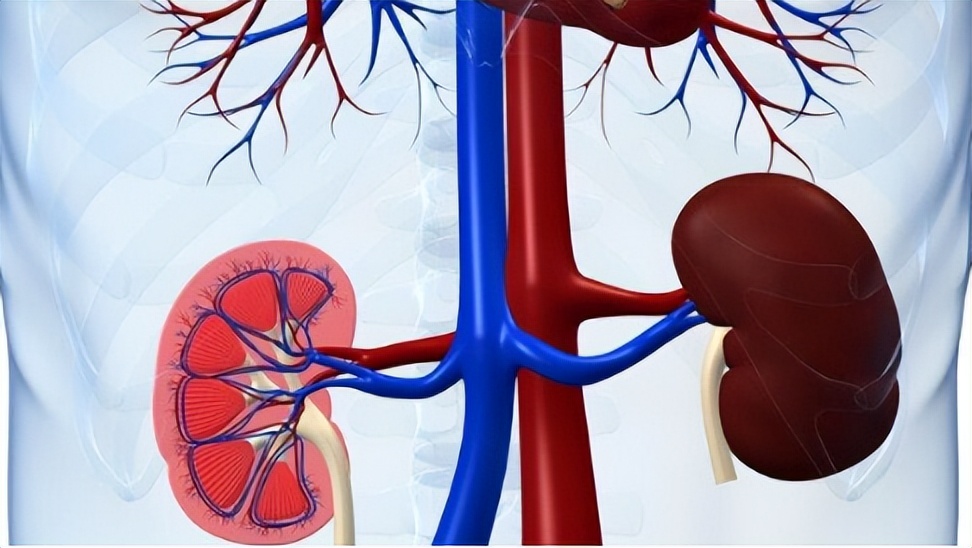 肾结石能吃蛋一类的食物吗,肾结石治疗期间可以吃鸡蛋吗