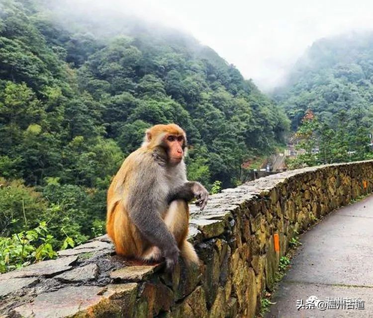 温州市2022年人口最多的镇,温州市各乡镇人口排名