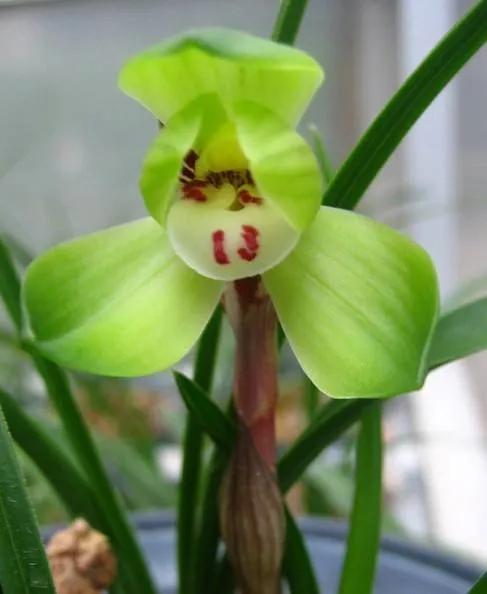 兰花品种大全四川,兰花品种鉴别方法