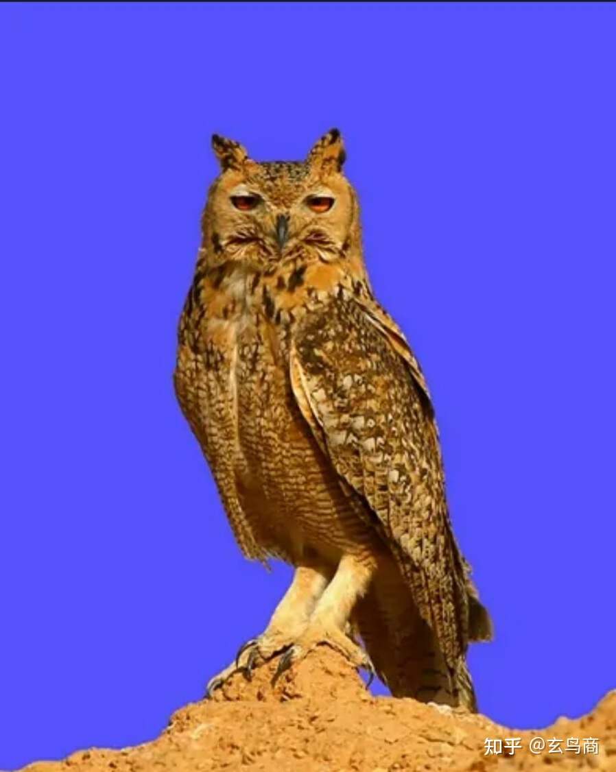 山海经2012白话全译彩图版pdf,山海经海外西经是指哪里