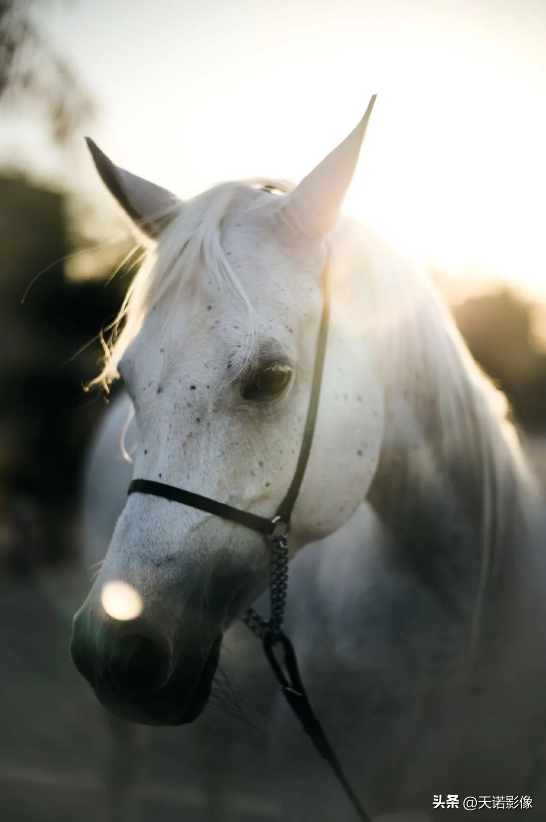 徕卡相机德味最浓的一款,徕卡德味相机有哪些