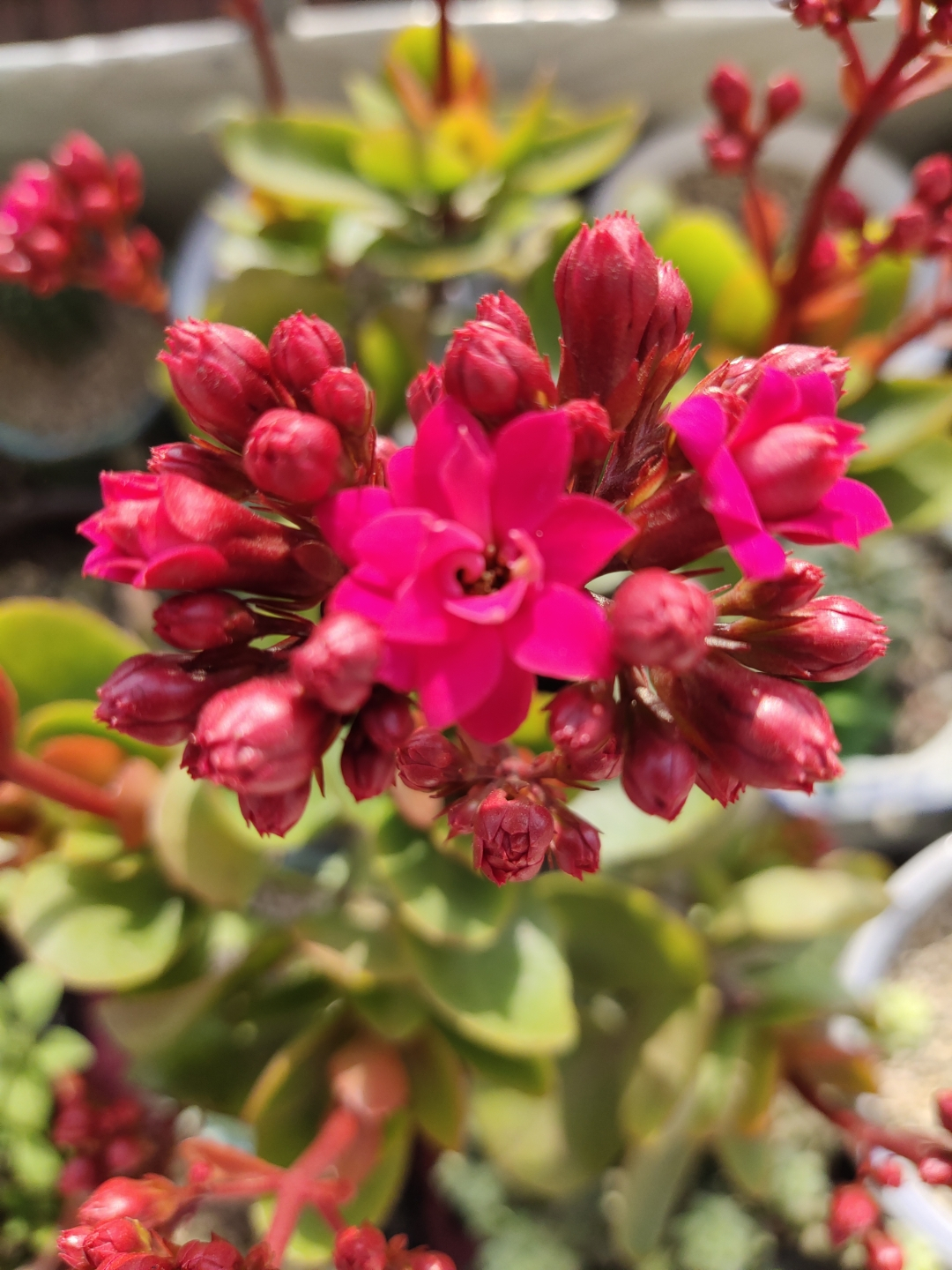 长寿花叶子畸形了,长寿花叶子小是怎么回事