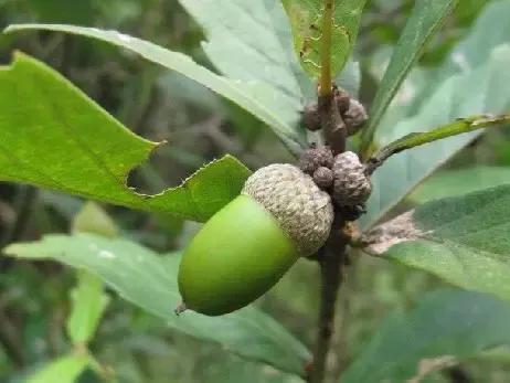 春天十种最美的花名字,花名带冬的有什么花