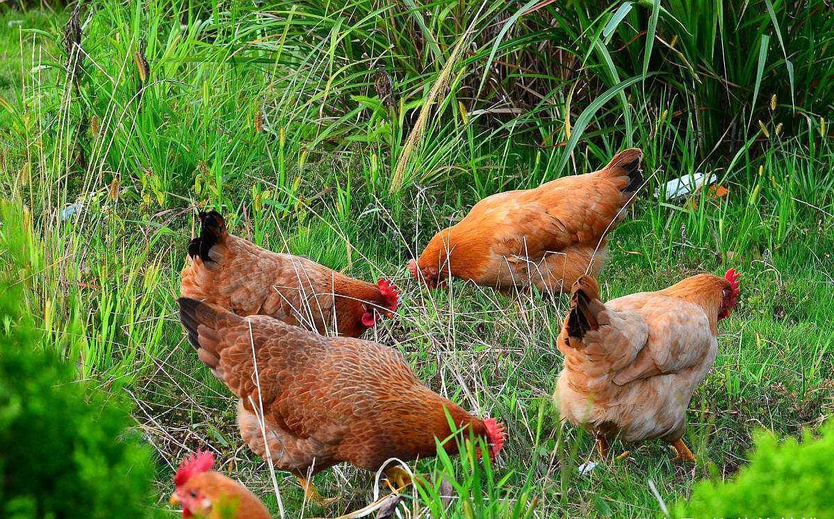 鸡缺钙吃什么药最好,鸡缺钙的症状和防治方法