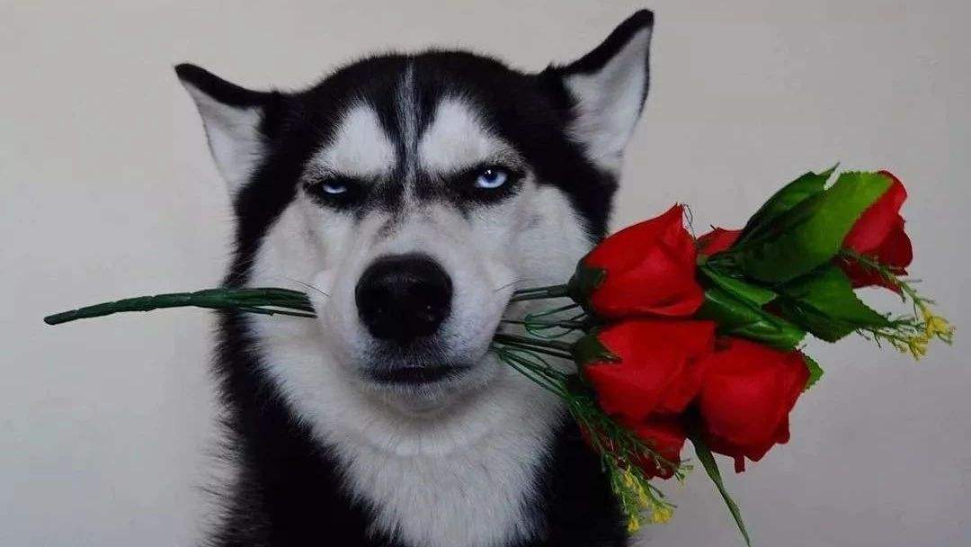 哈士奇拉稀怎么办最有效的方法,养狗攻略金毛