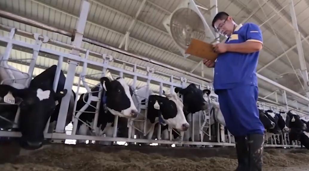 靠养牛致富的人有多少,靠养牛成为千万富翁