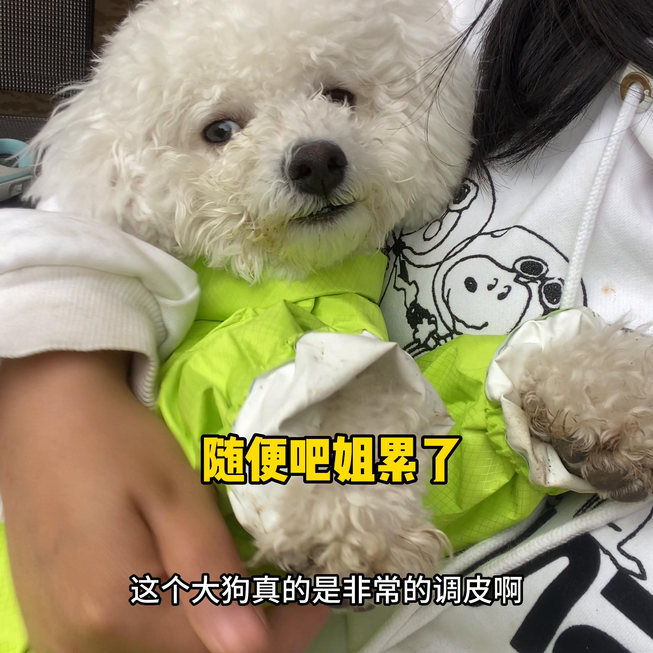 不上学不上班不结婚只养狗能有多爽#铲屎官的乐趣