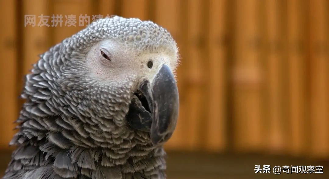头中两枪不死的奇人,凶手隐藏得天衣无缝却被鹦鹉拆穿