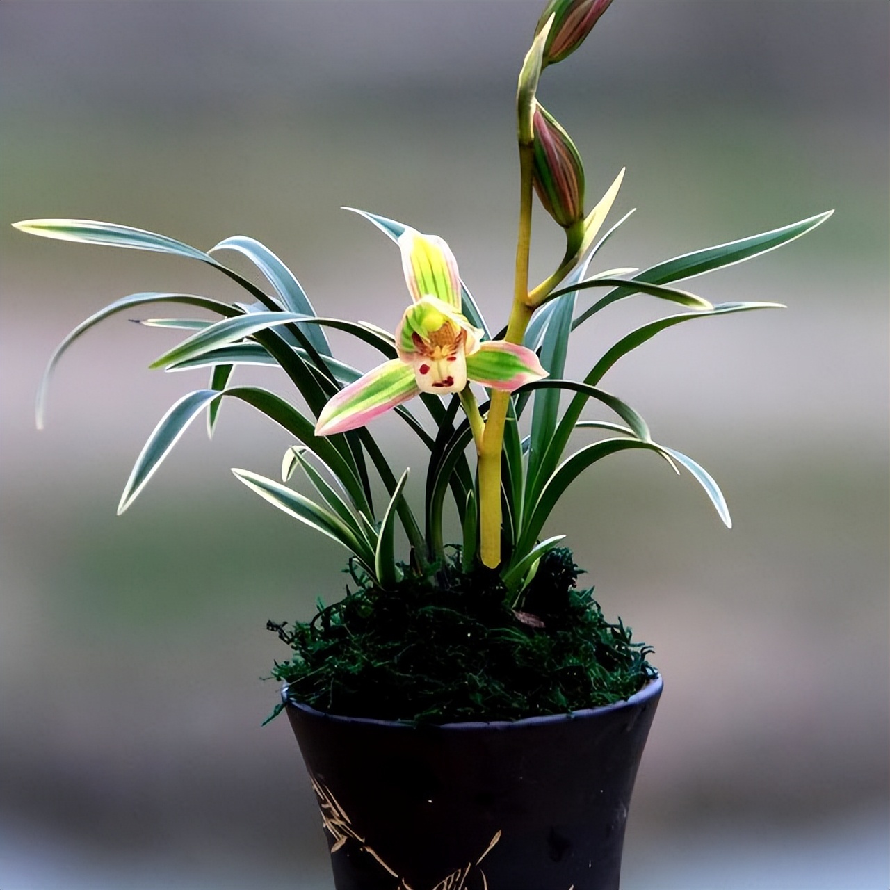 兰花界的扛把子花色神秘叶带金边,兰花叶子带双金边的是啥品种