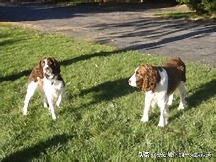 世界名犬大赛全程视频,西藏有哪些世界名犬