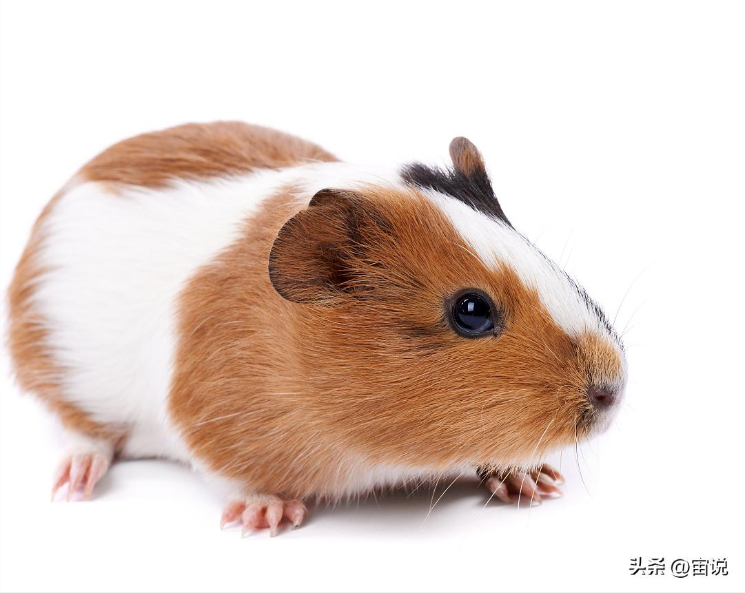 豚鼠的养殖前景,豚鼠的生活习性和生存环境