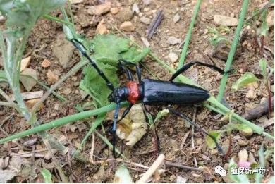 蛀干害虫为害症状识别,什么是蛀干害虫
