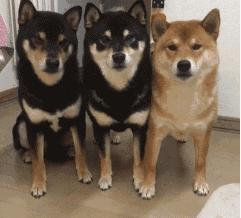 海底捞是500强公司吗,海底捞到底有多少家公司