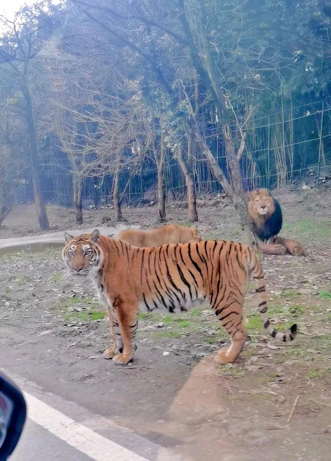 重庆乐和乐都野生动物园一日游,重庆野生动物园攻略一日游