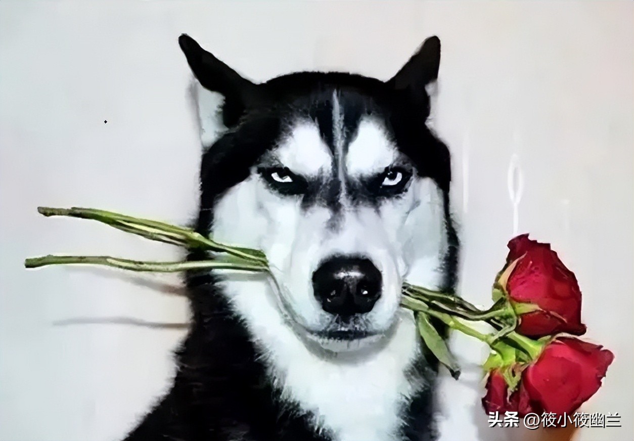 二傻子哈士奇怎么养,双血统哈士奇好养吗