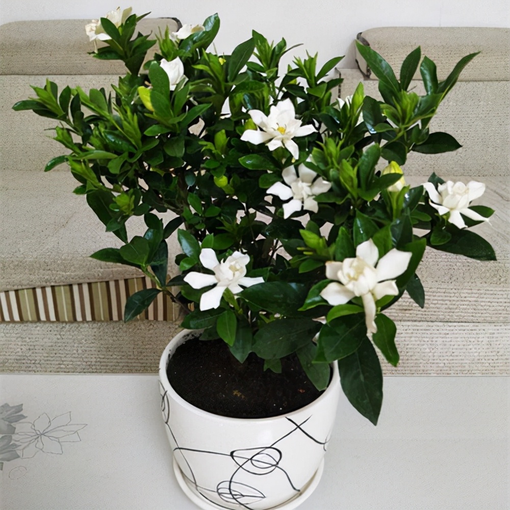 十种最旺家庭的小盆景,各种小盆景大全图片