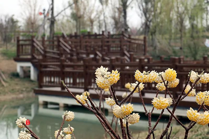 淮阳龙湖赏荷花,淮阳龙湖垂柳