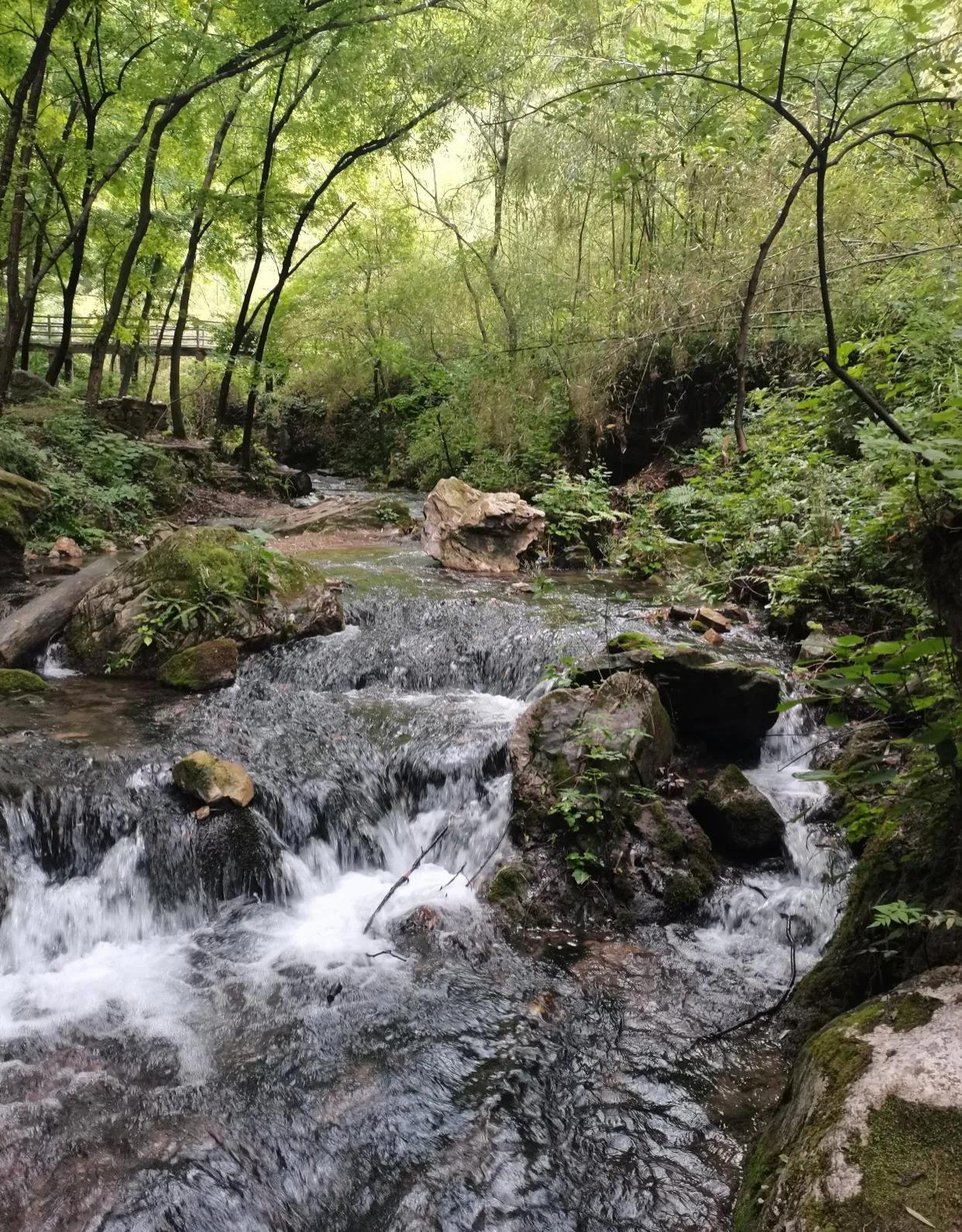 重渡沟音乐完整版,重渡沟菩提树