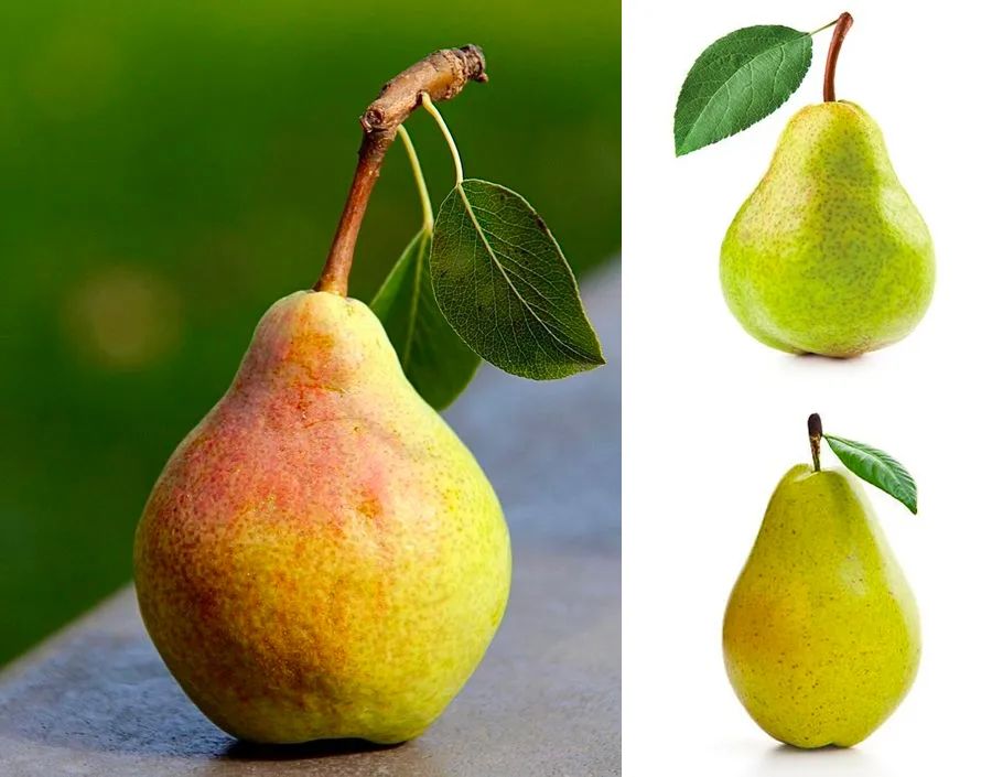 梨树上的生命物语